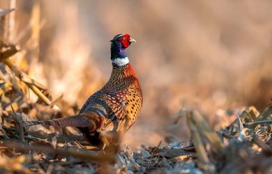 Pheasant Cockbirds